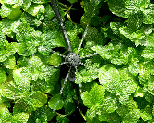 Tưới phun mưa siêu nhỏ: Mở ra kỷ nguyên mới về tưới tiết kiệm nước hiệu quả