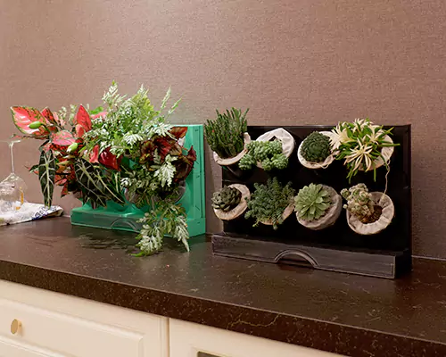 Những chậu hoa đầy màu sắc khiến cây cối của tôi có cảm giác như đang đi nghỉ mỗi ngày