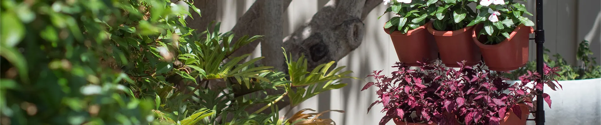 Vườn thẳng đứng làm vườn sinh thái