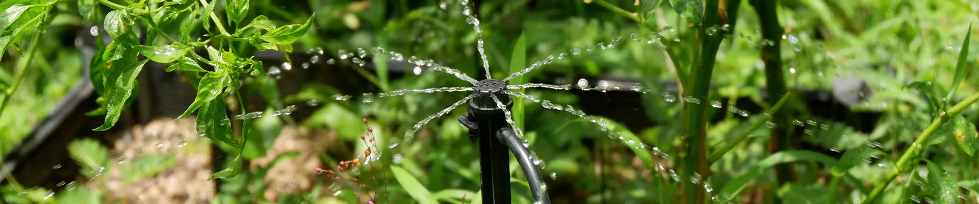 Tưới nhỏ giọt