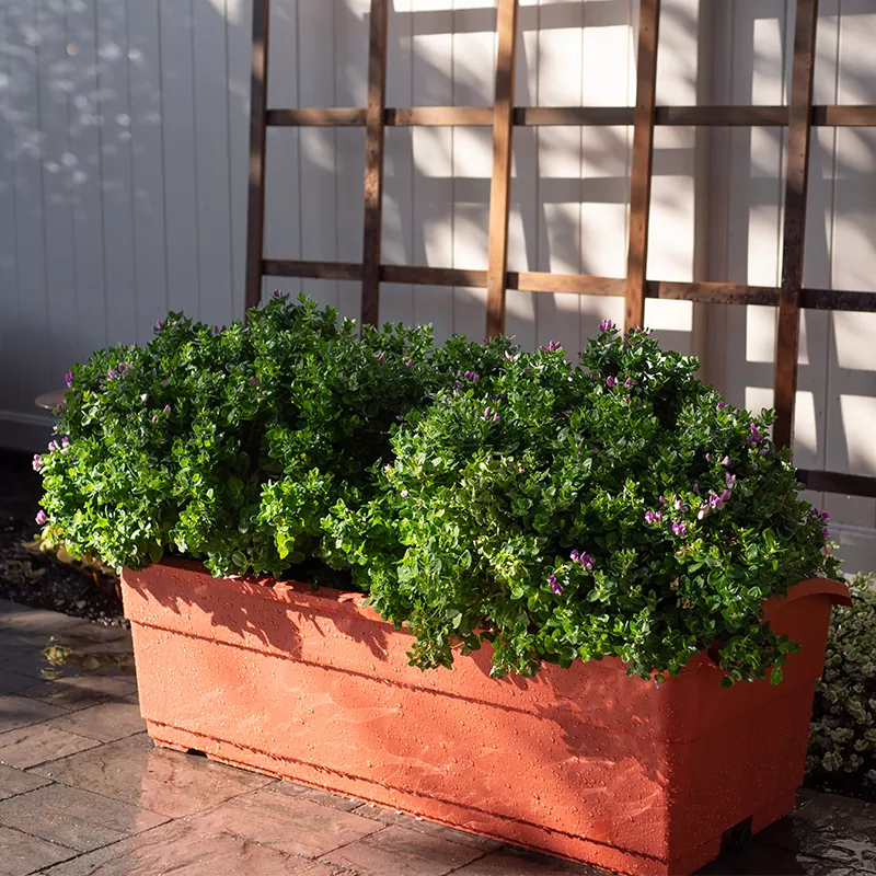 Máy bào tự tưới 30L