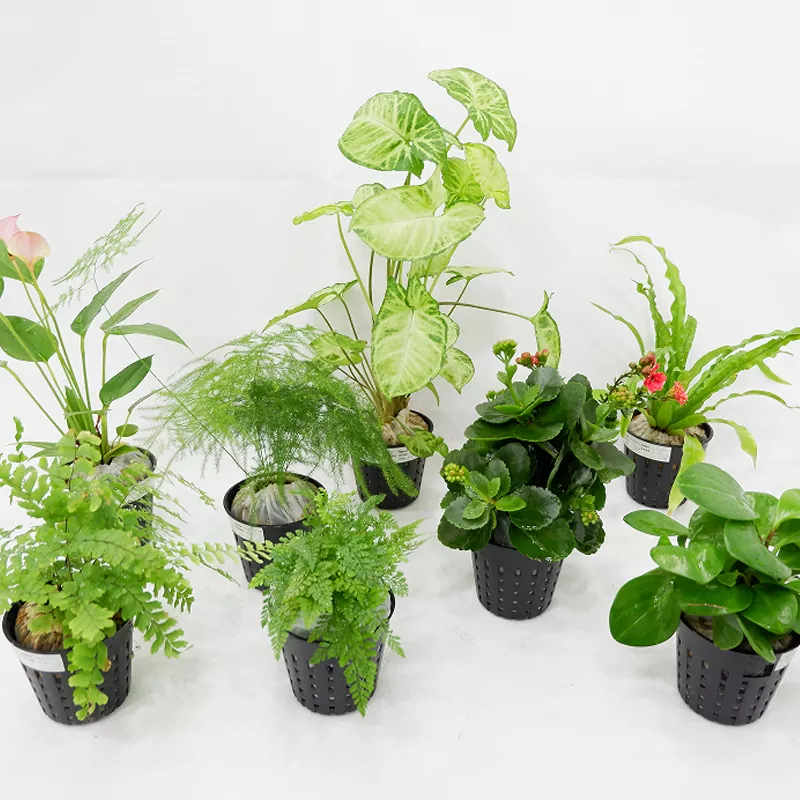 Chất liệu PP Chậu trồng cây bên trong 3 inch